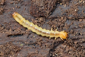 zwartkopvuurkever (pyrochroa coccinea) 4-2023 8157